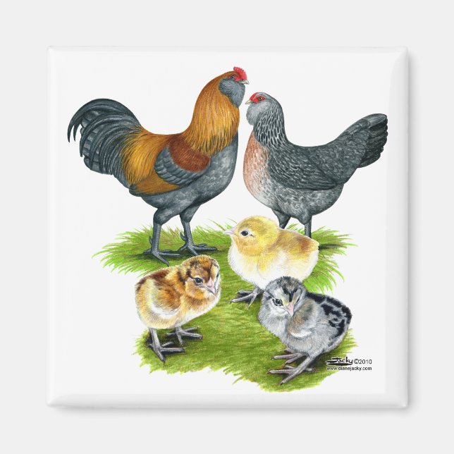 Aimant Famille Ameraucana de poulet (Devant)