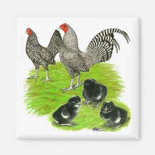 Aimant Famille de Bantam barré de vieil anglais