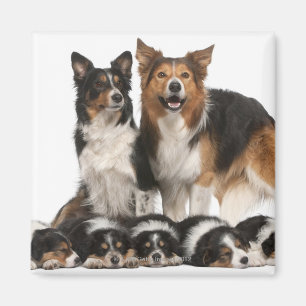 Aimant Famille de border collie