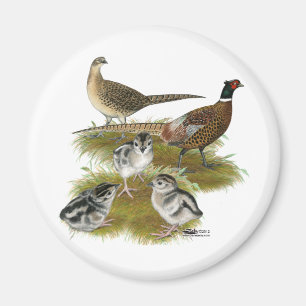 Aimant Famille de faisans à collier