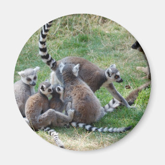 Aimant Famille de lémuriens