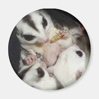 Aimant famille de planeurs à sucre avec joey