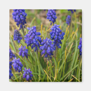 Aimant Famille de raisins Hyacinths