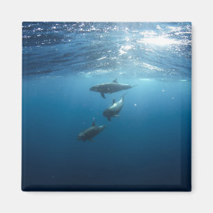 Aimant Famille Dolphin sous-marine