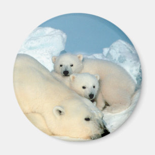 Aimant Famille d'ours blanc