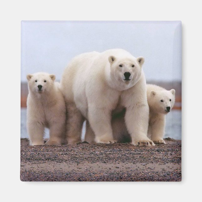Aimant Famille d'ours polaires (Devant)