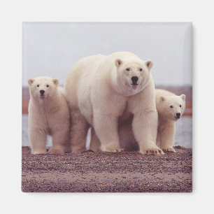 Aimant Famille d'ours polaires