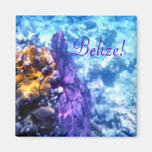 Aimant Fan de mer de Belize