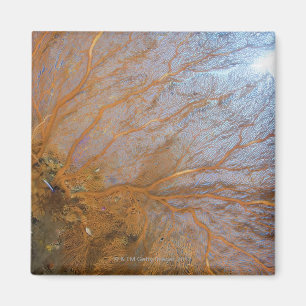 Aimant Fan de mer gorgonian géante (espèces de