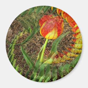 Aimant Fanned Tulip.......