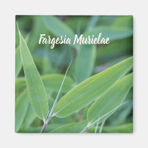 Fargesia murielae Bamboo plante pour jardiniers ca