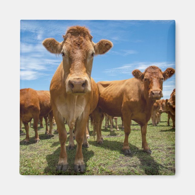 Aimant Farms | Brown cow (Devant)