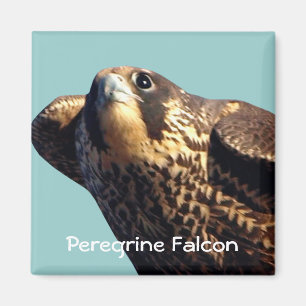 Aimant faucon pèlerin