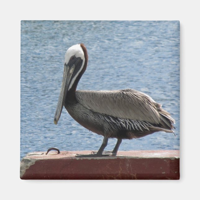 Aimant Faune Brown Pelican Water Photo (Devant)