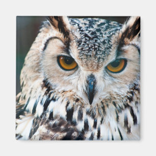 Aimant Faune de nature d'oiseau de hibou à cornes
