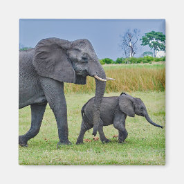 Aimant Faune Elephant Calf Photo