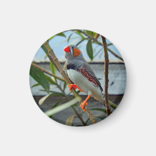 Aimant Faune Zebra Finch Photo