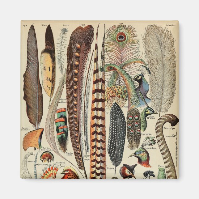 Aimant Feather Bird Wildlife Plumes d'antiquités (Devant)