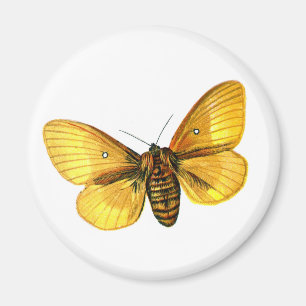 Aimant femelle de Bombyx quercus