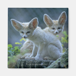 Aimant Fennek (Vulpes zerda) W �_stenfuchs, Fennec