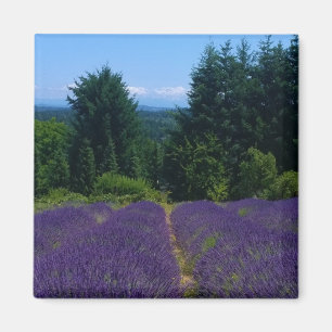 Aimant Ferme de Lavender
