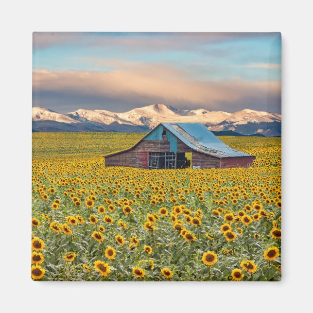 Aimant Fermes | Magnat de champ de tournesol (Devant)