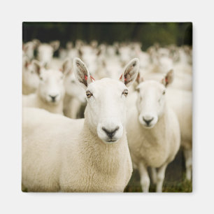 Aimant Fermes   Troupeau de moutons