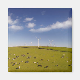 Aimant Fermes   Vaches près de la ferme de moulin à vent