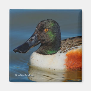 Aimant Fermeture d'un beau canard à chaussures nordique