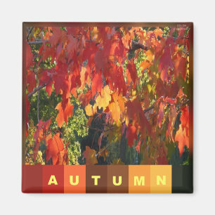 Aimant Feuillage d'automne