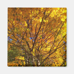 Aimant Feuillage de automne jaune