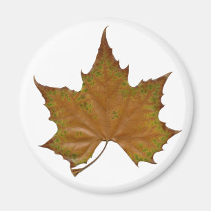 Aimant feuille colorée de sycomore
