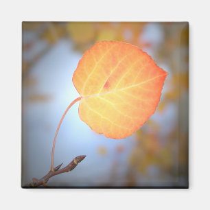 Aimant Feuille d'asticure magnétique