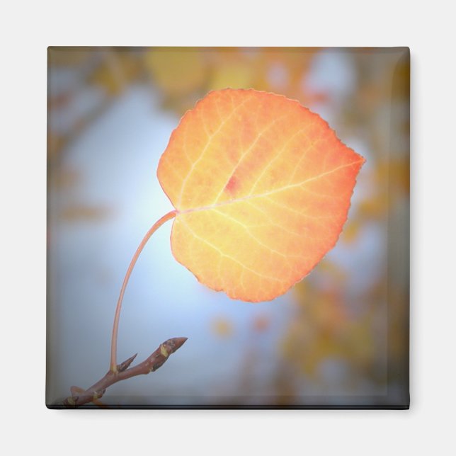 Aimant Feuille d'asticure magnétique (Devant)