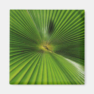 Aimant Feuille de palmier géante, Queensland