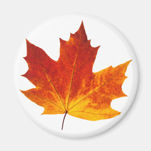 Aimant Feuille d'érable colorée