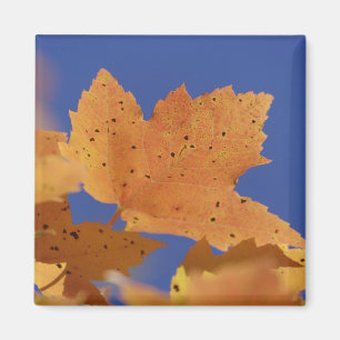 Aimant Feuille d'érable d'automne et ciel bleu, Blanc