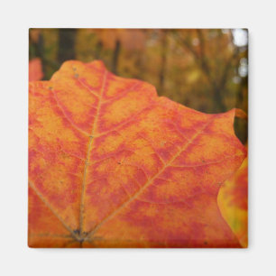 Aimant Feuille d'érable orange et rouge Abstraite nature