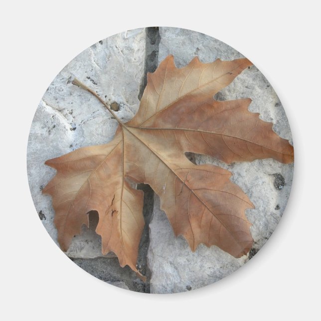 Aimant Feuille d'érable sèche (Devant)