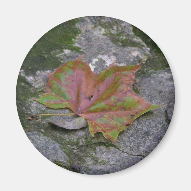 Aimant Feuille Sycamore (Devant)