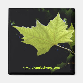 Aimant feuille verte