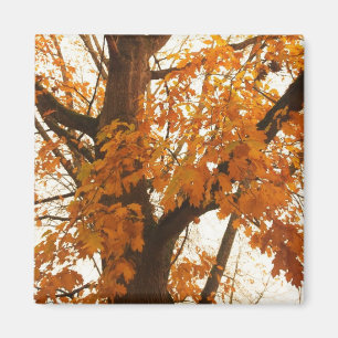 Aimant Feuilles d'automne