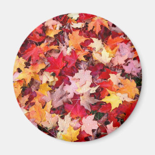 Aimant Feuilles d'automne colorées