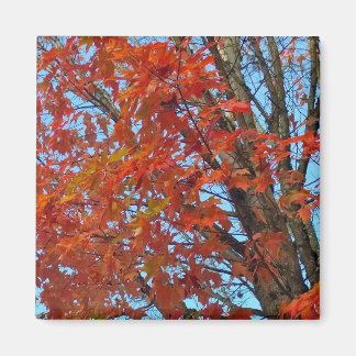 Aimant Feuilles d'automne rouges