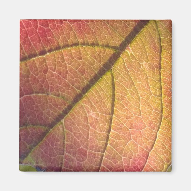 Aimant Feuilles de automne jaunes et rouges (Devant)