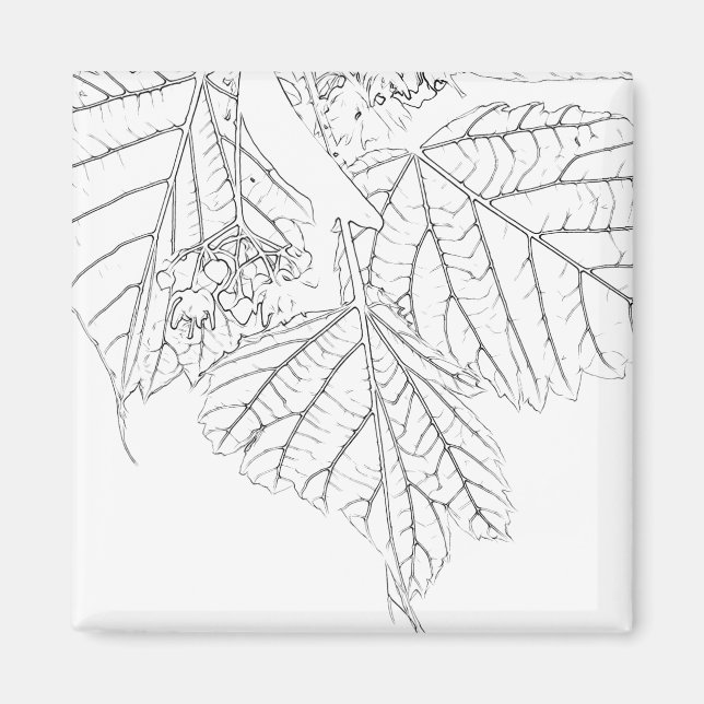 Aimant Feuilles de Basswood (Devant)