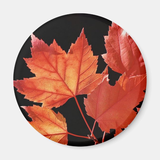 Aimant Feuilles d'érable (Devant)