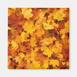 Aimant Feuilles d'été indiens