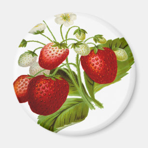Aimant feuilles feuillus à feuilles de fruits alimentair