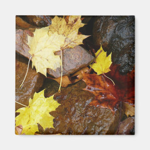Aimant Feuilles mouillées et rochers Photographie de la n